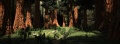 Sequoiaforest.jpg